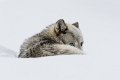 21 West-Yellowstone, wolf